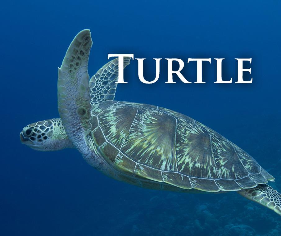 Diving with turtle. Cuba. Underwater