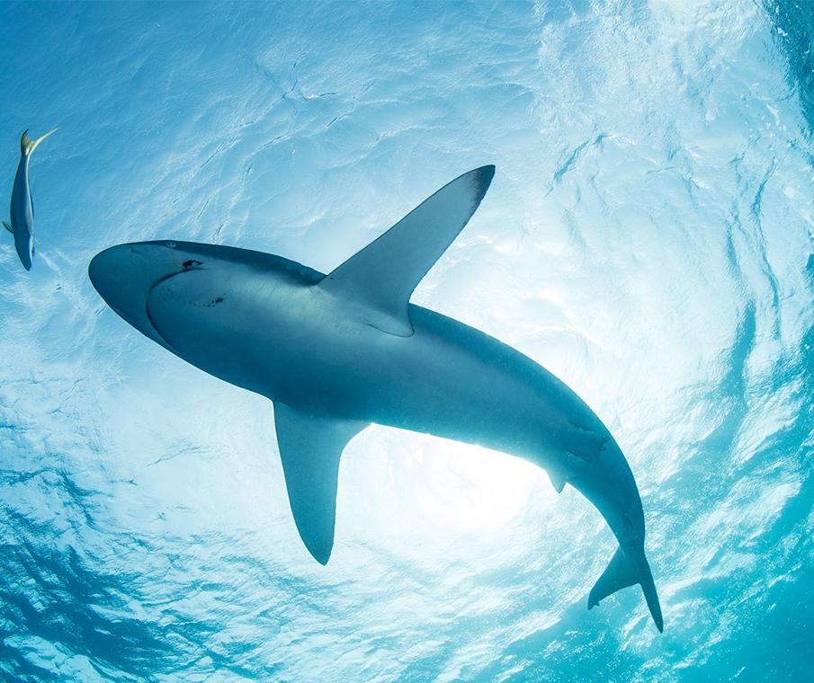 Sharks around the world